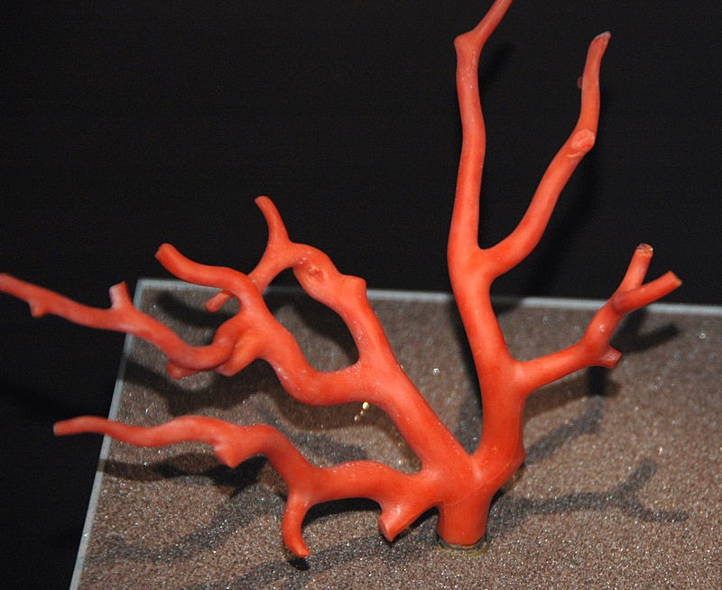 coral