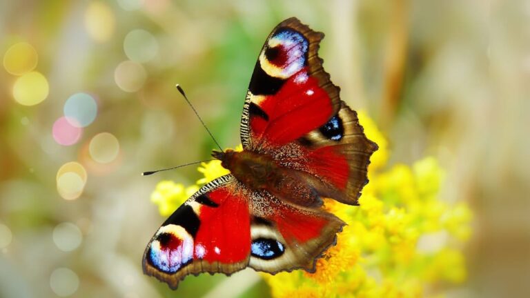Significado de la Mariposa Roja