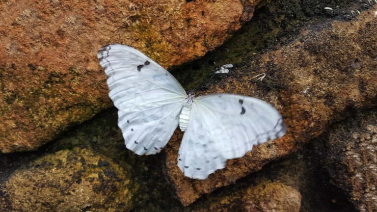 Significado de la mariposa blanca