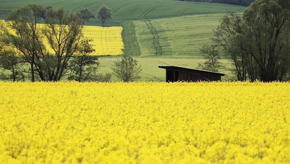 Significado del color amarillo