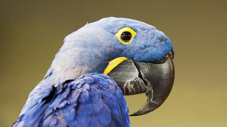 animales mas colores humanos