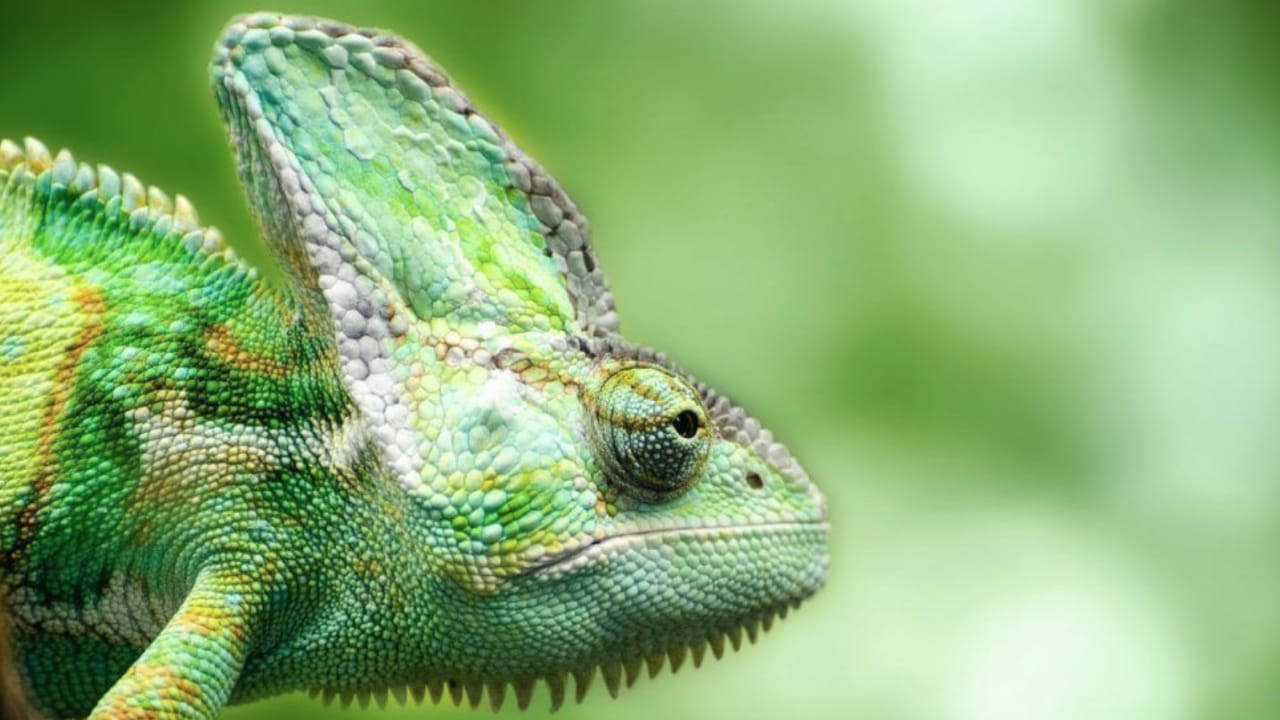 color verde 1 color verde 1