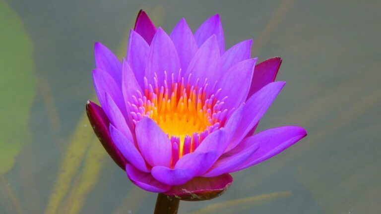 color violeta 01