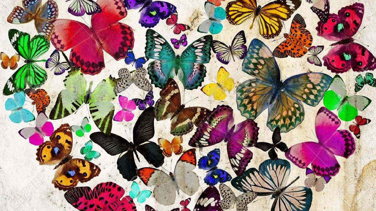 colores atraen Mariposas colores atraen Mariposas