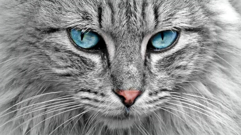 colores gustan gatos