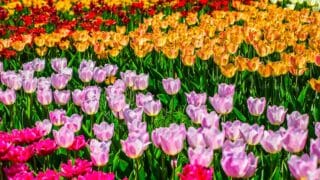 flores de colores