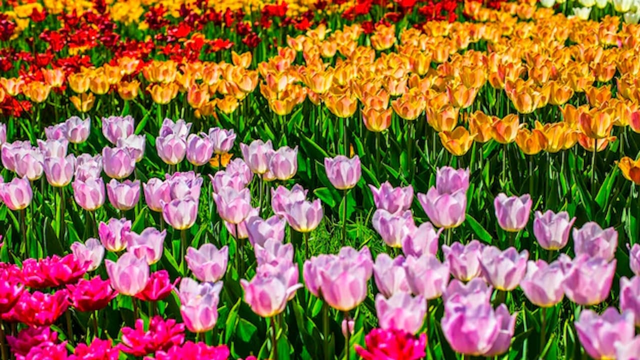 flores de colores 12 datos sobre el lenguaje de las Flores y su Simbolismo