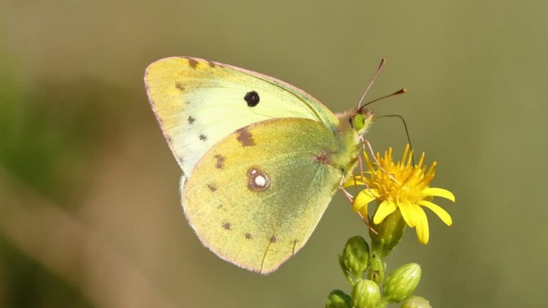 mariposa amarilla