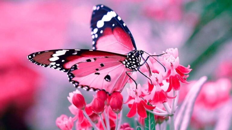 mariposa rosa