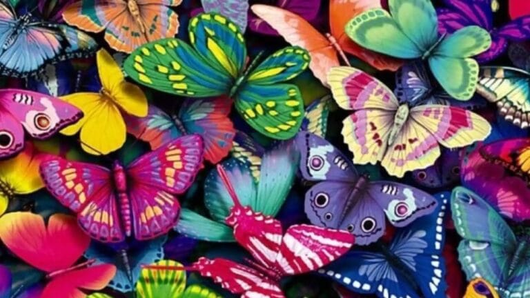 mariposas de colores