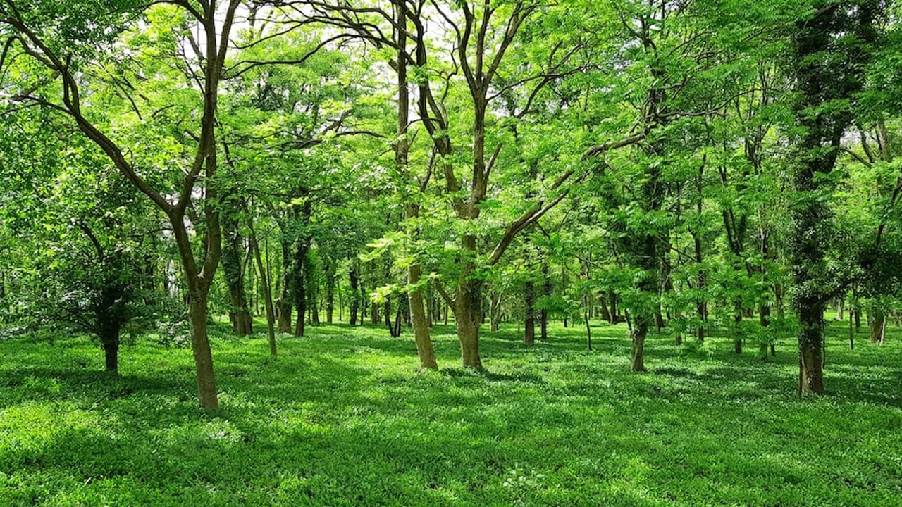 naturaleza verde naturaleza verde