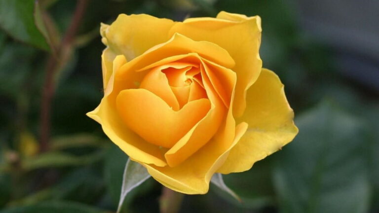 rosas amarillas 1