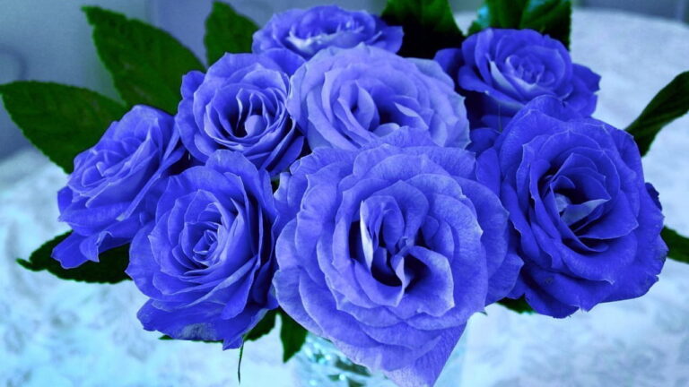 rosas azules significado