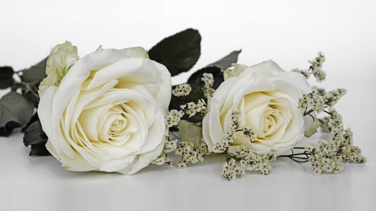 rosas blancas 1
