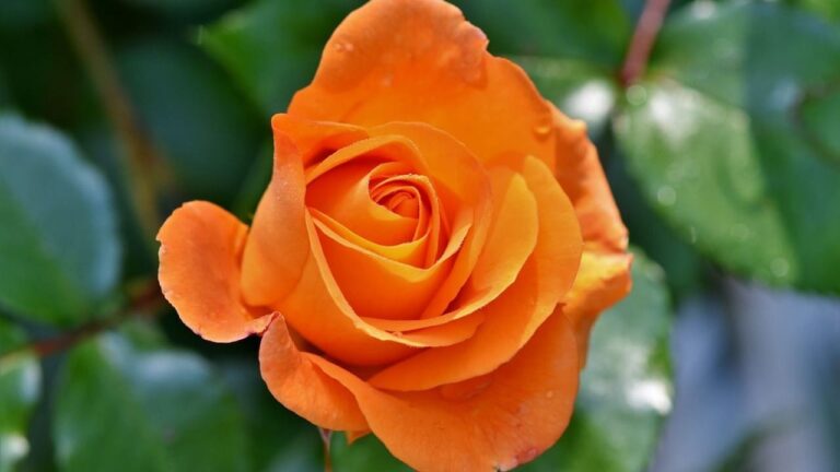 rosas naranjas