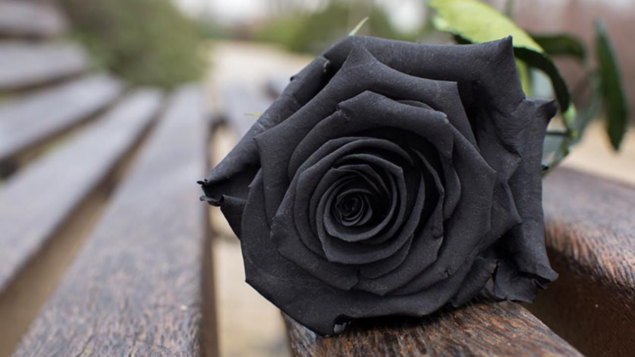 rosas negras rosas negras