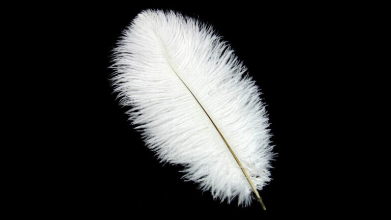significado de una pluma blanca