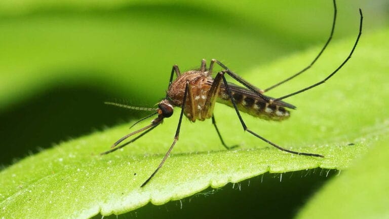 Qué colores atraen y repelen a los mosquitos