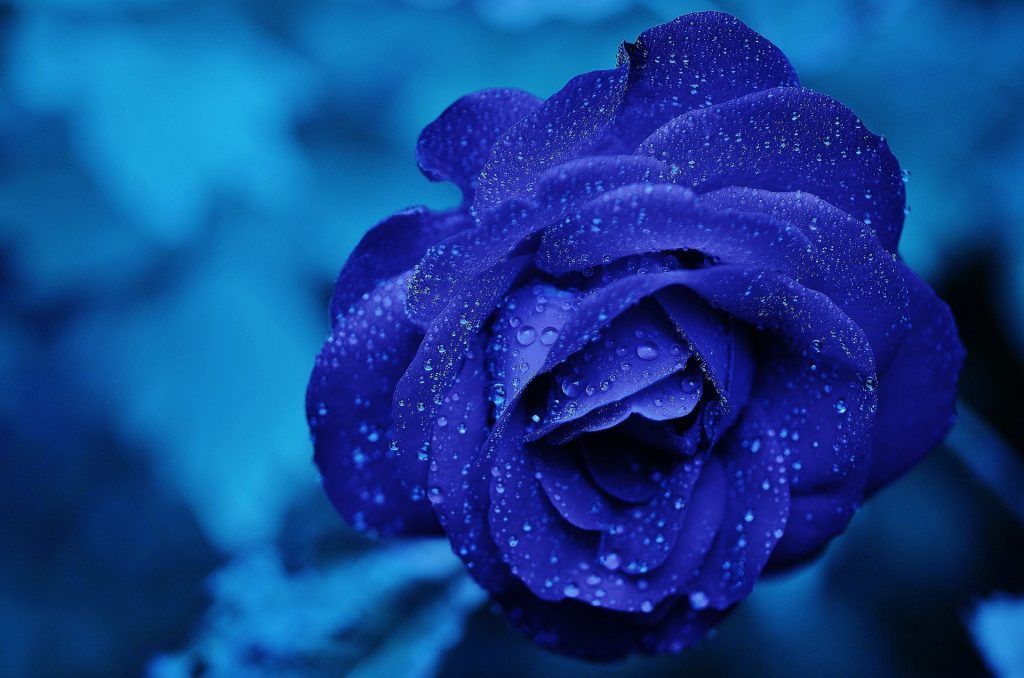 Una preciosa rosa azul brillante