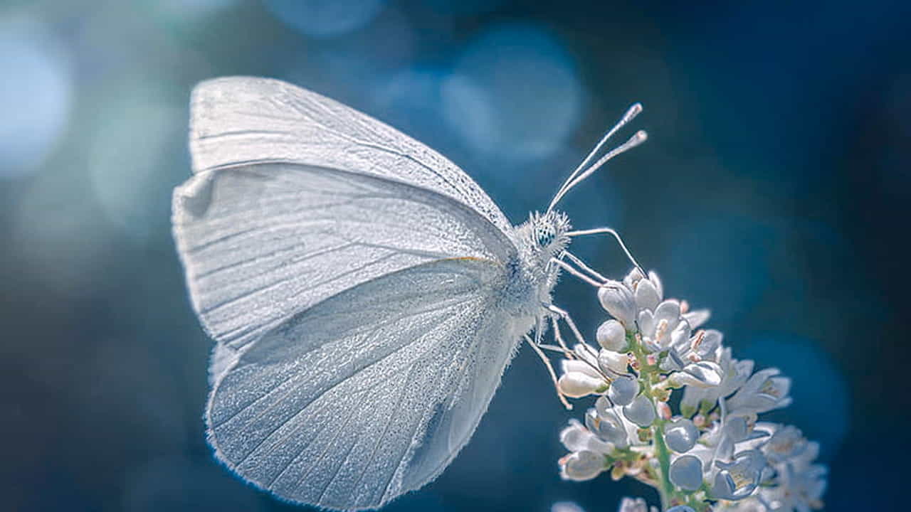 Significado mariposa blanca