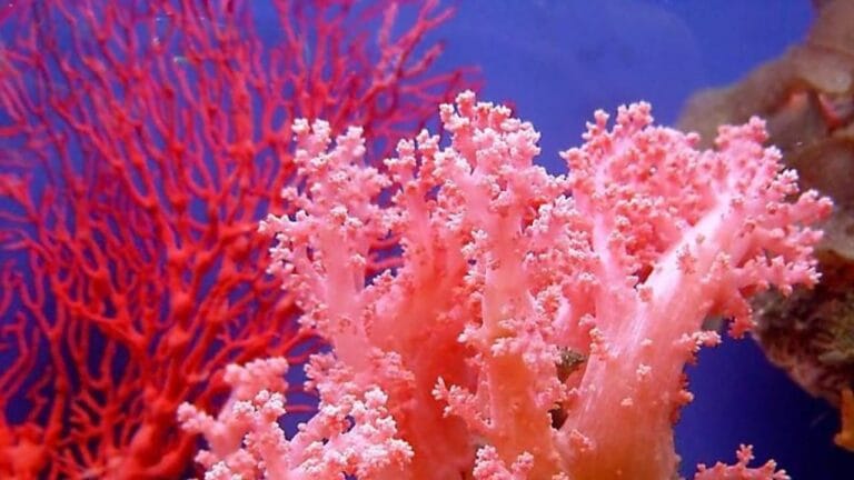 color coral 01