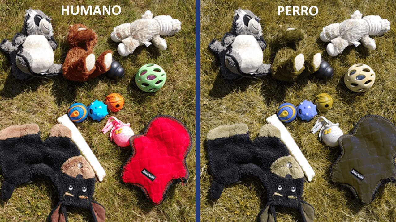 Colores que ven los perros