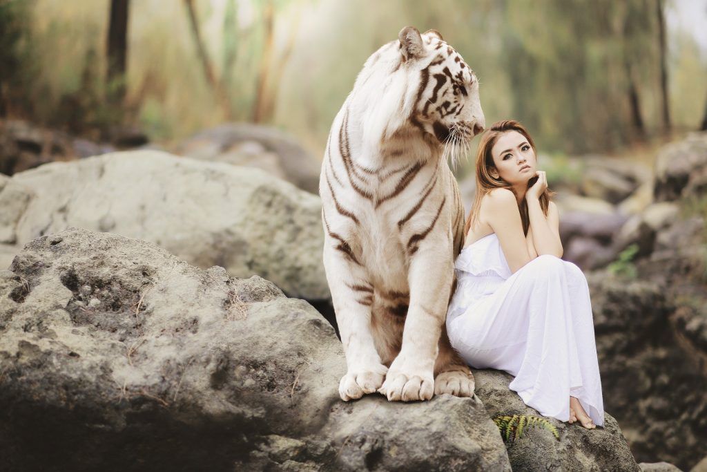 Tigre albino al lado de una chica con un vestido blanco