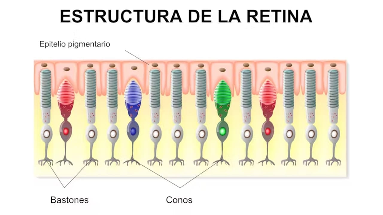 ojo bastones conos - Como Funcionan los Ojos