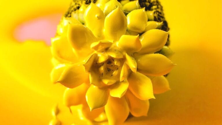 opuesto color amarillo