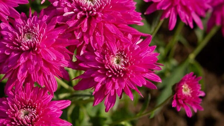 opuesto color magenta