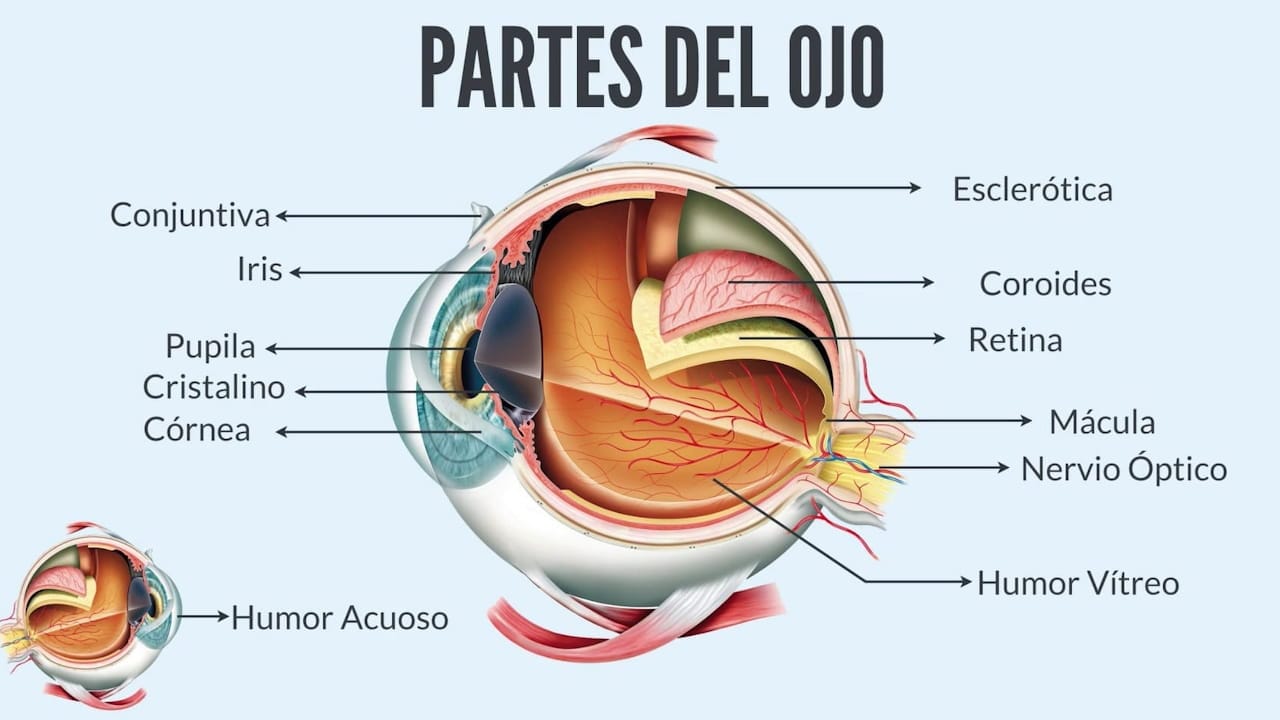 pastes del ojo