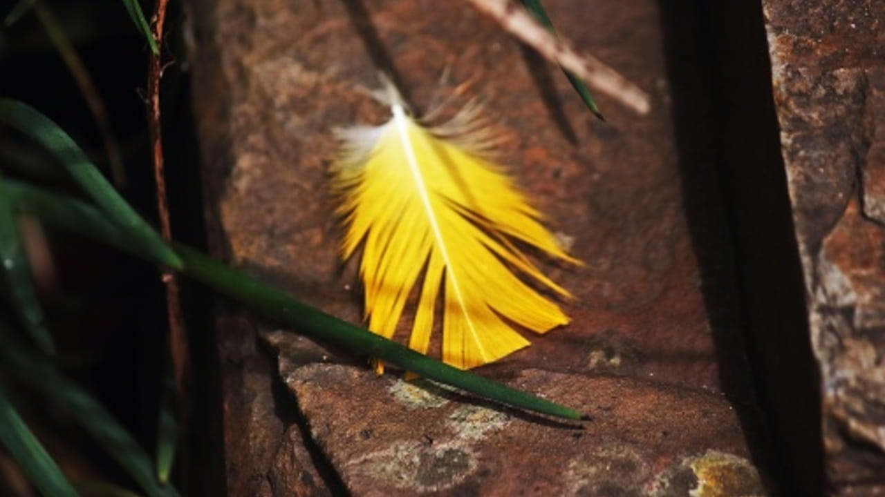 pluma amarilla