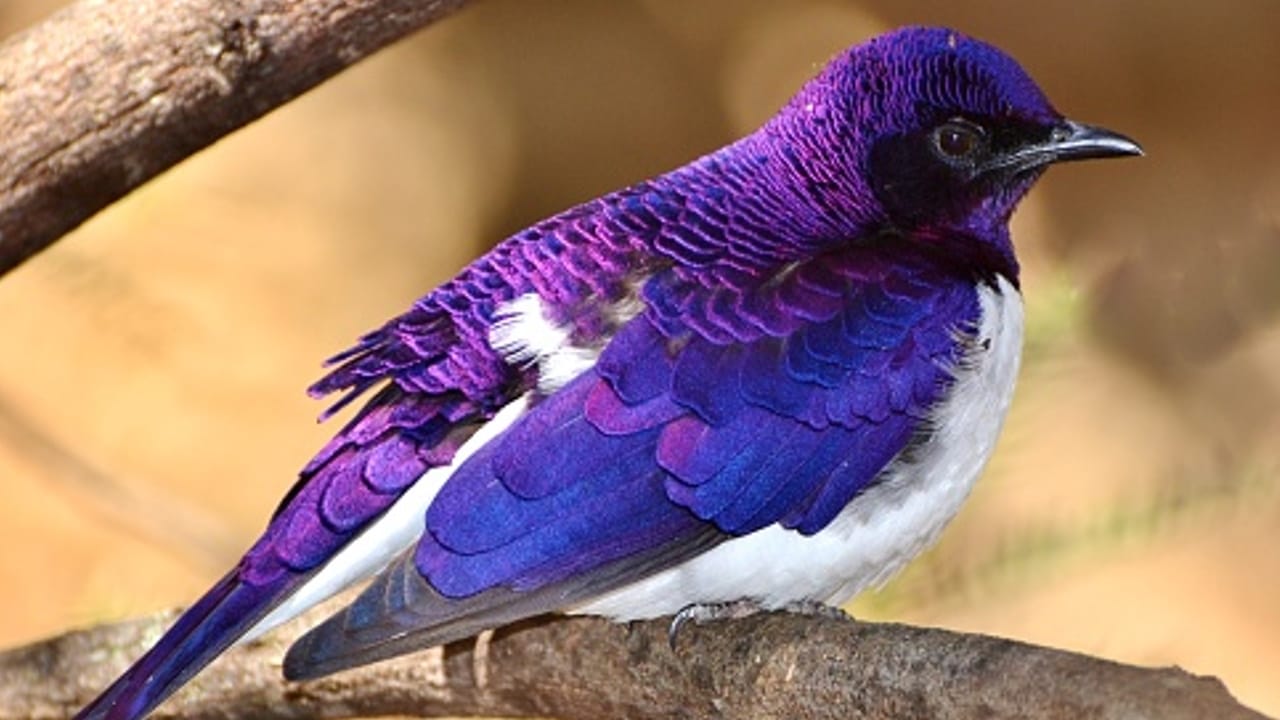 significado color en pluma purpura