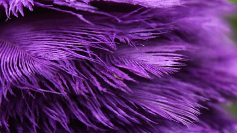 significado color pluma purpura