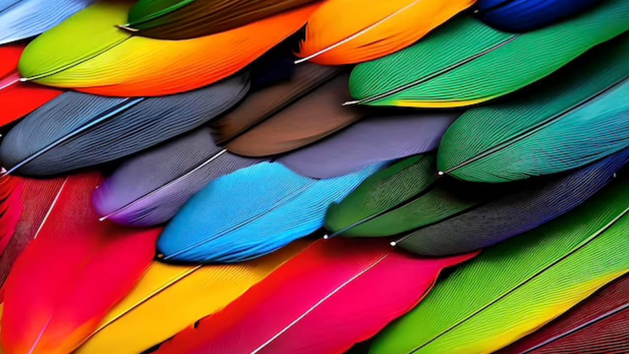 significado color plumas significado color plumas