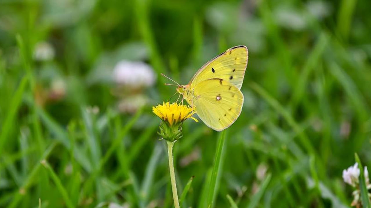 significado de la mariposa amarilla