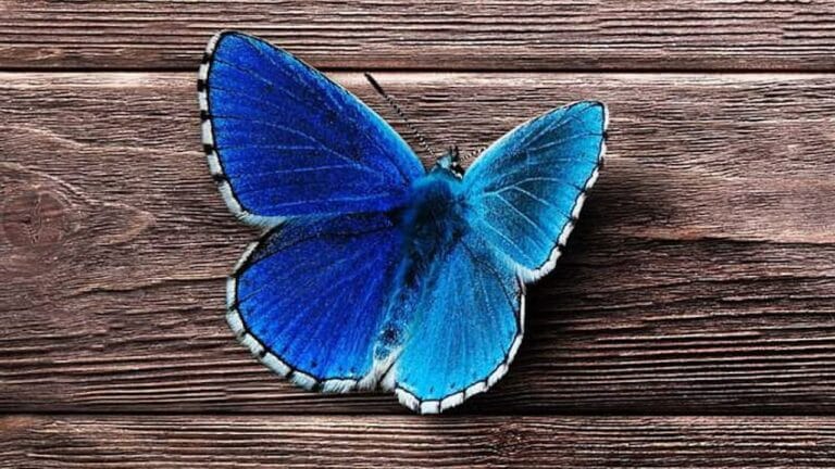 significado mariposa azul