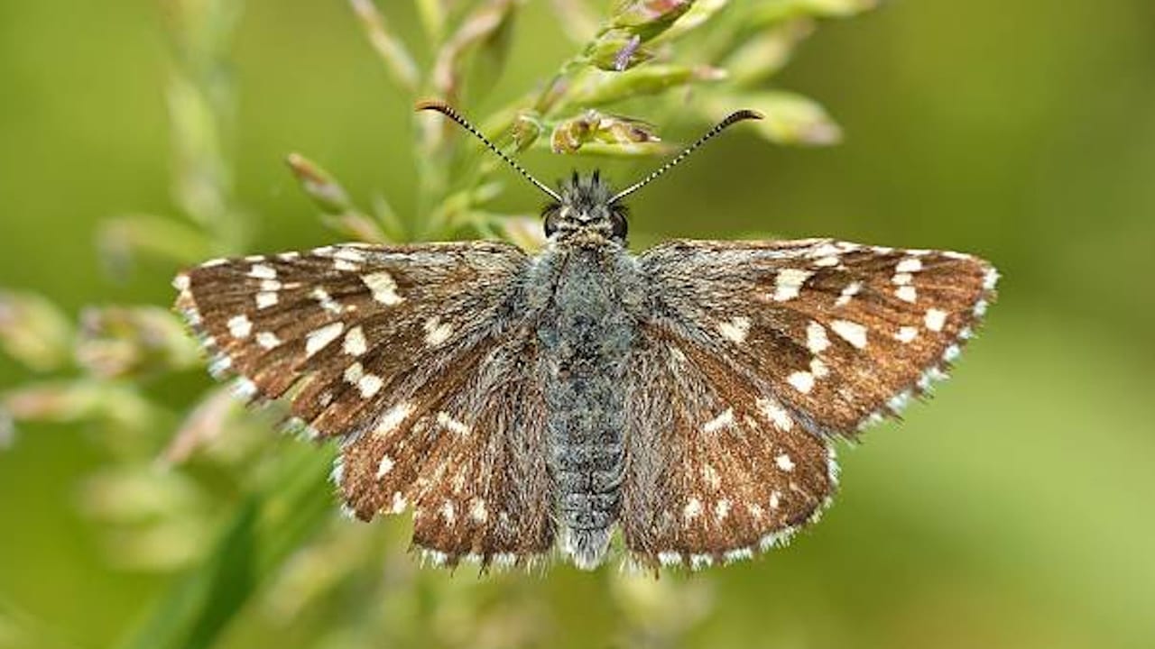 significado mariposa marrón significado mariposa marrón