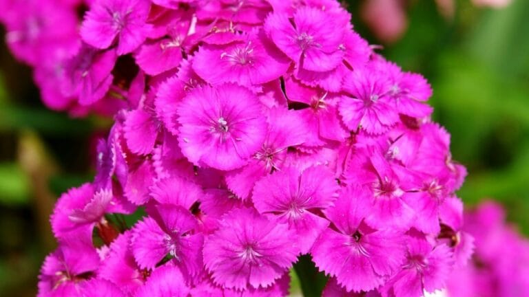 significados color fucsia