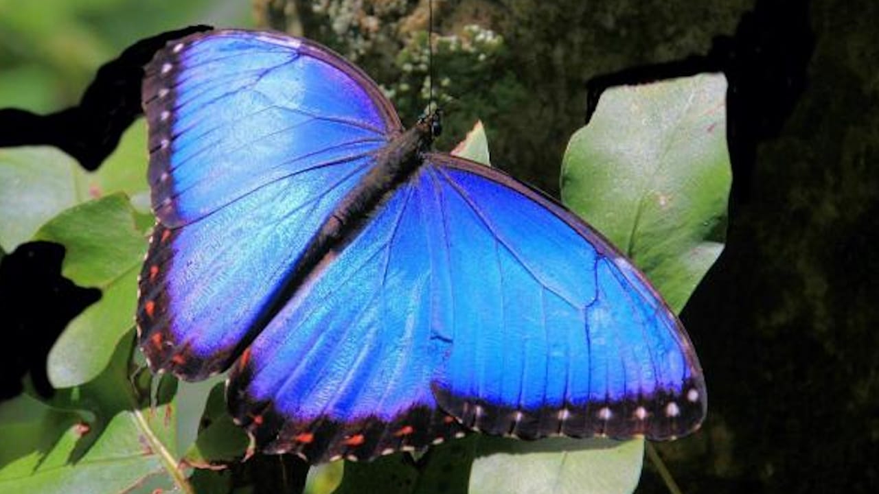 significados mariposa azul