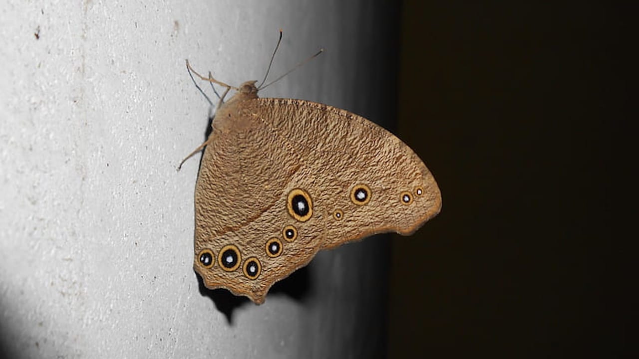 significados mariposa marrón significados mariposa marrón