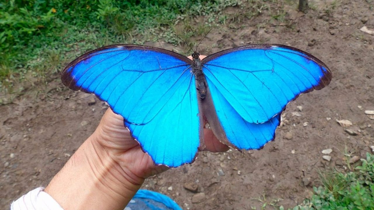 significados mariposas azules