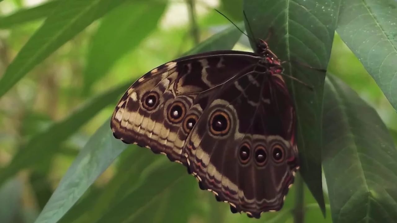 significados mariposas marrónes significados mariposas marrónes